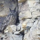 Eurasian eagle-owl im Steinbruch- Rhein Neckar 