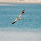 Eurasian (Eastern) Curlew