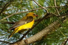 Eurasian Golden Oriole
