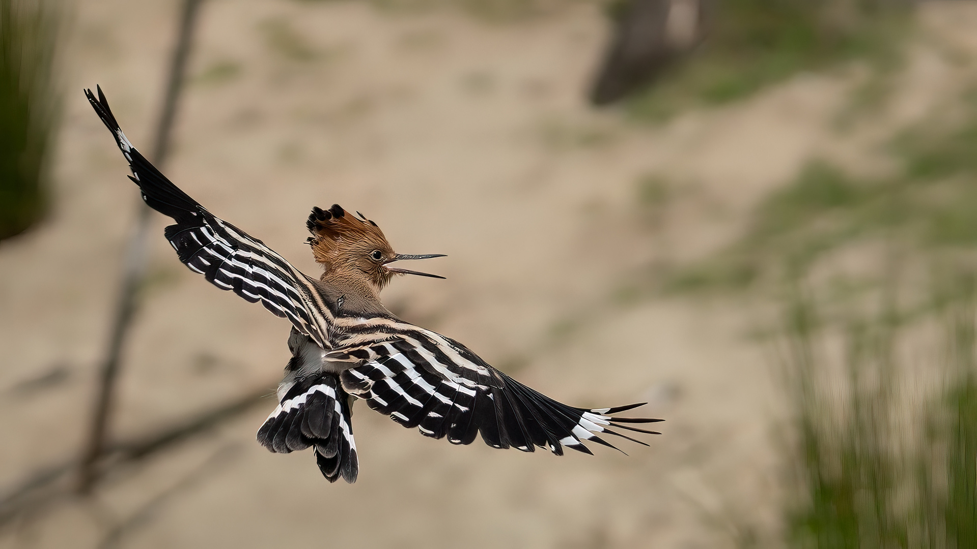 Eurasian Hoopoe #1