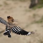 Eurasian Hoopoe #1