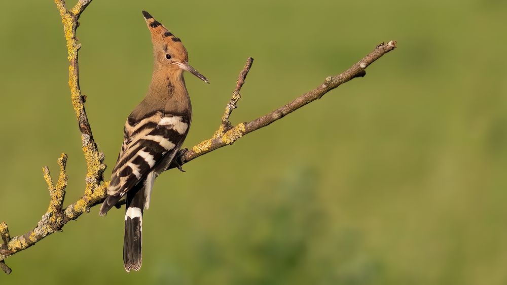 Eurasian Hoopoe #2