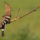 Eurasian Hoopoe #2