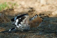 Eurasian Hoopoe