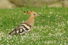 Eurasian Hoopoe