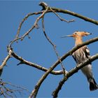 Eurasian hoopoe