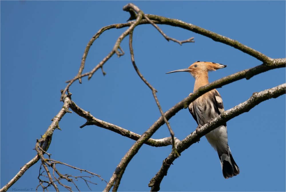 Eurasian hoopoe