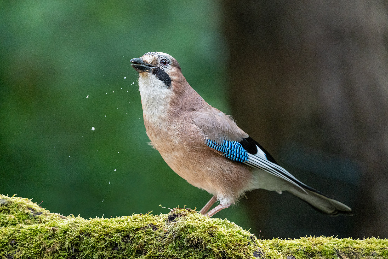 Eurasian jay