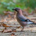 Eurasian jay