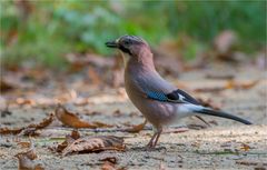 Eurasian jay