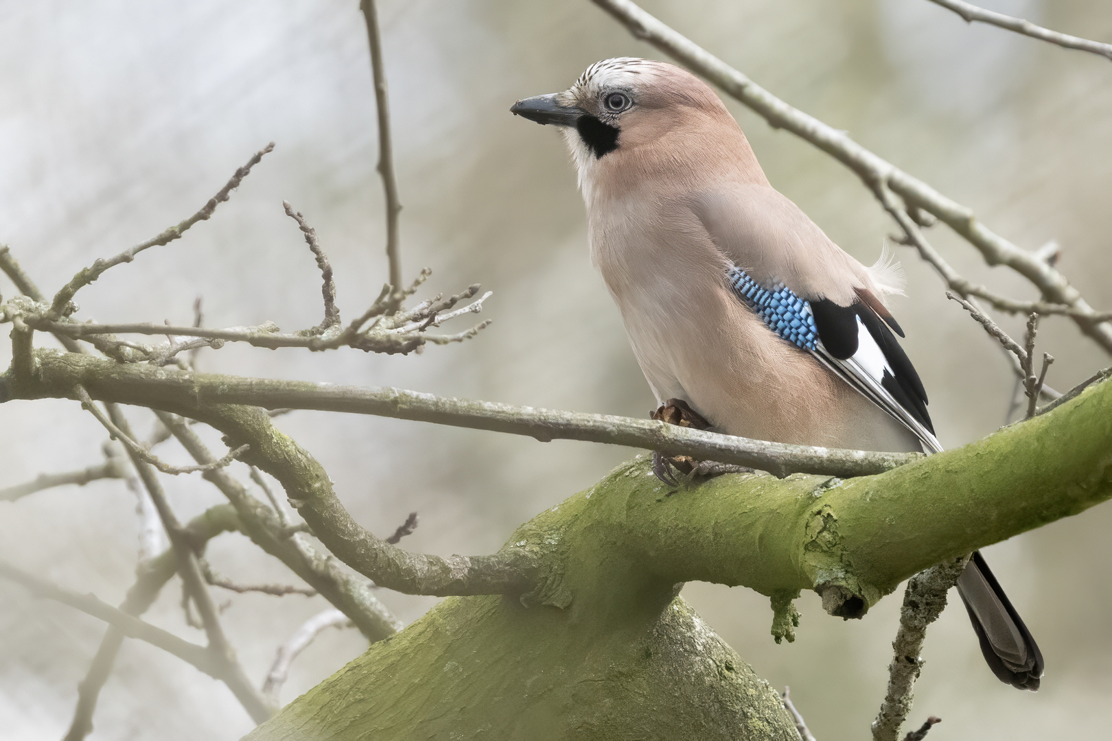 Eurasian Jay