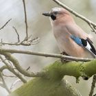 Eurasian Jay