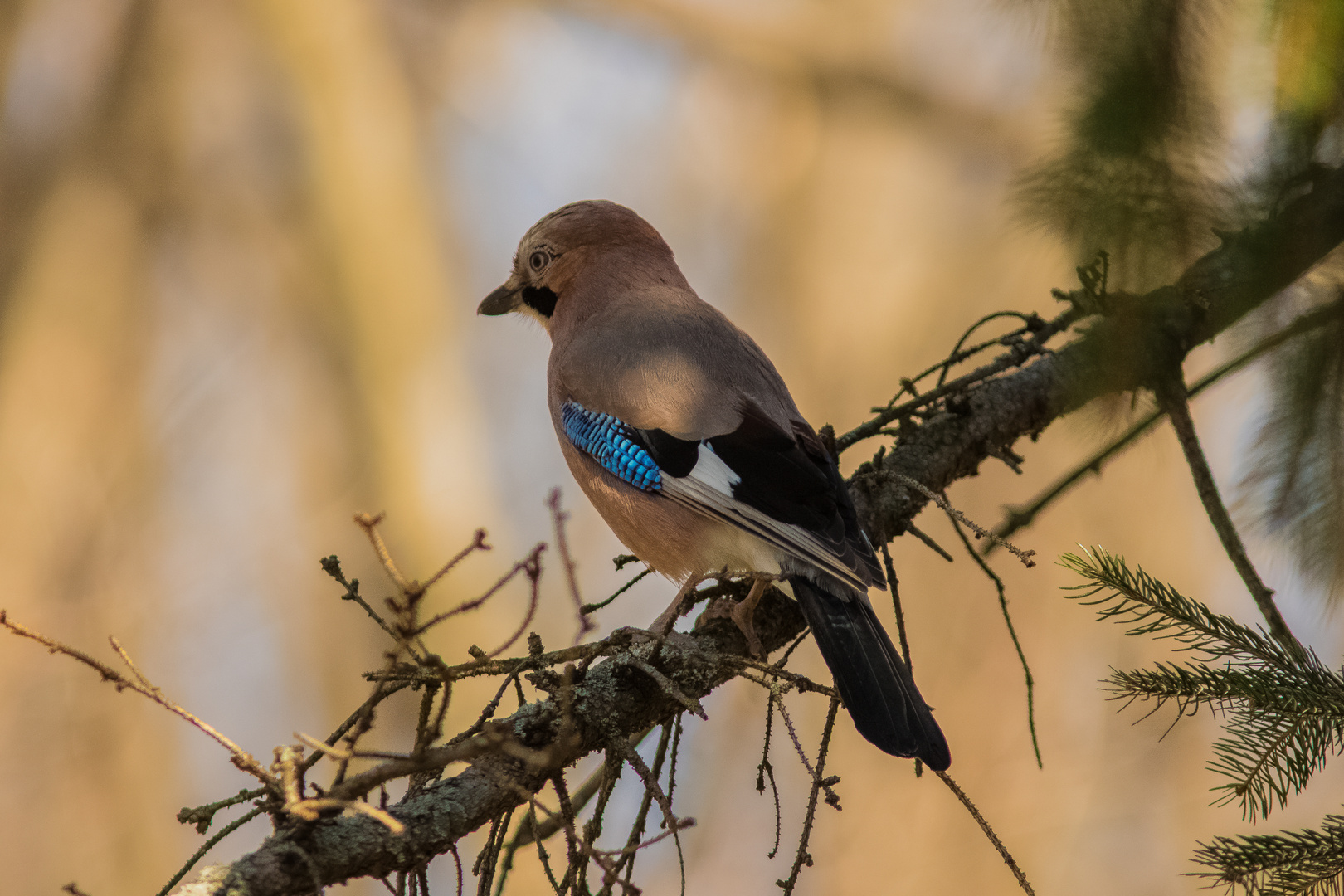 Eurasian Jay