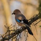 Eurasian Jay