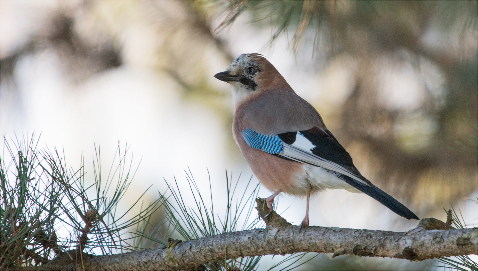 Eurasian jay