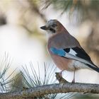 Eurasian jay