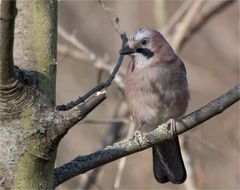 Eurasian jay