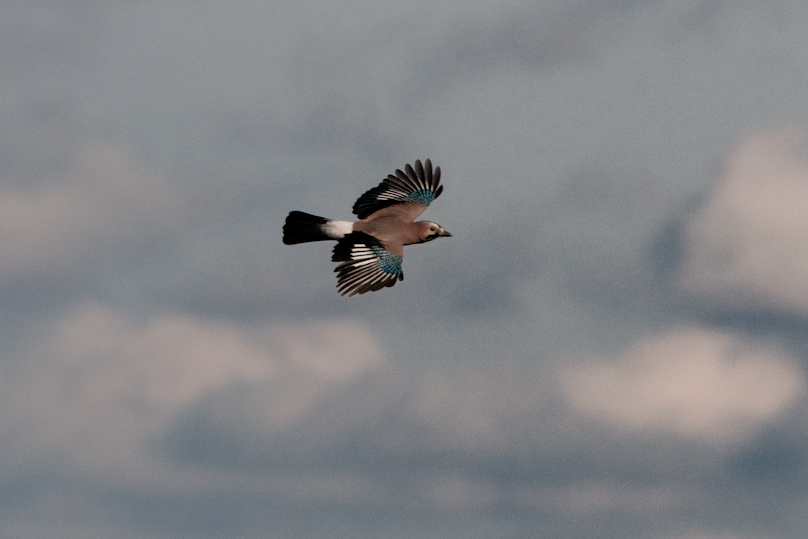 Eurasian Jay - Eichelhäher