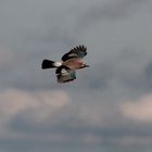 Eurasian Jay - Eichelhäher