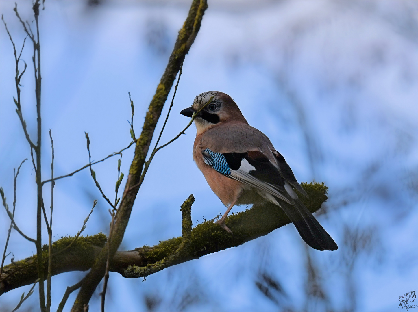 Eurasian jay in april ..