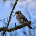 Eurasian jay in april ..