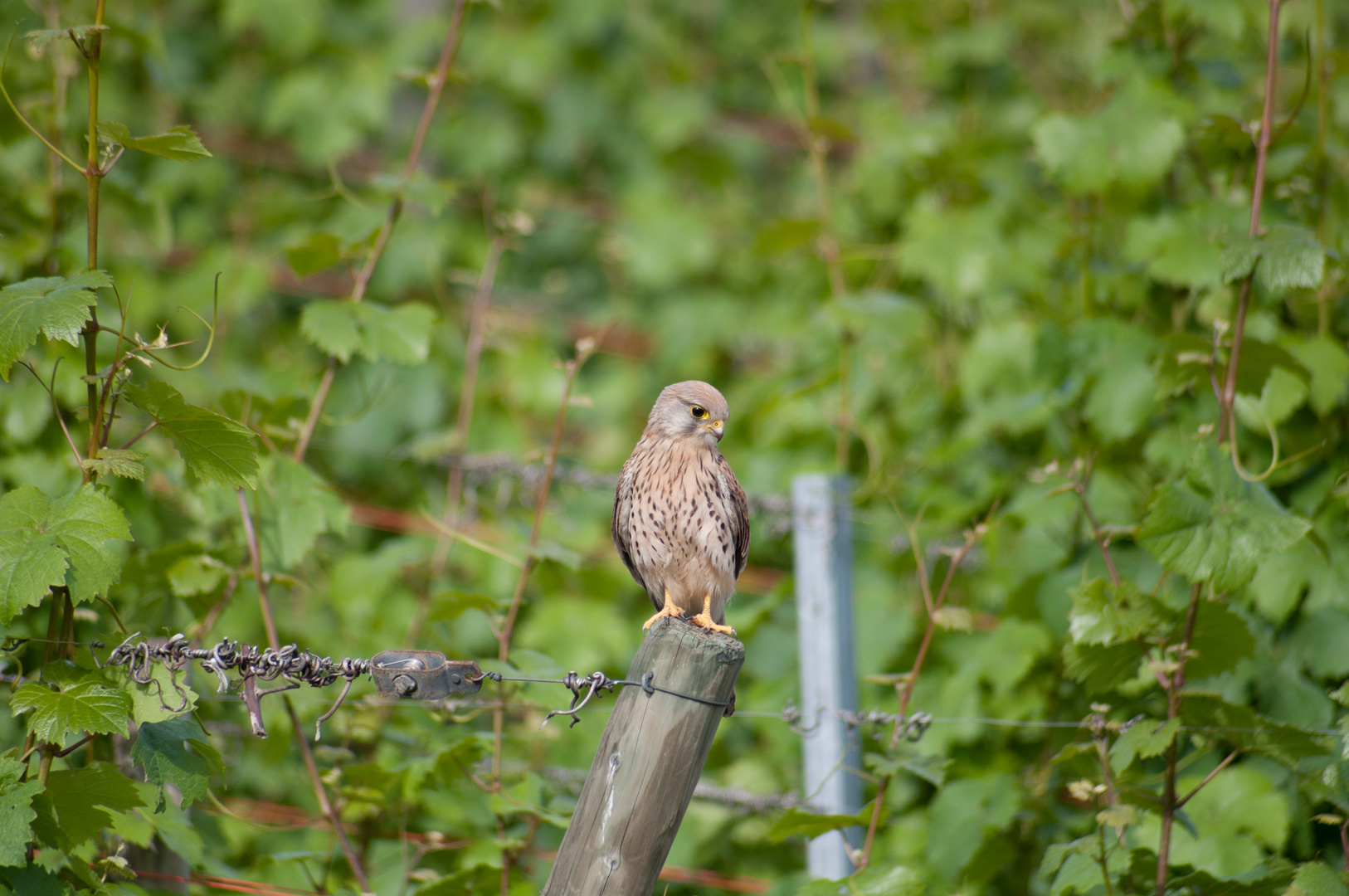 Eurasian Kestrel