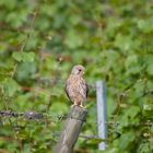 Eurasian Kestrel