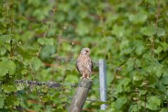 Eurasian Kestrel