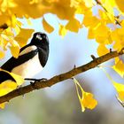 Eurasian Magpie