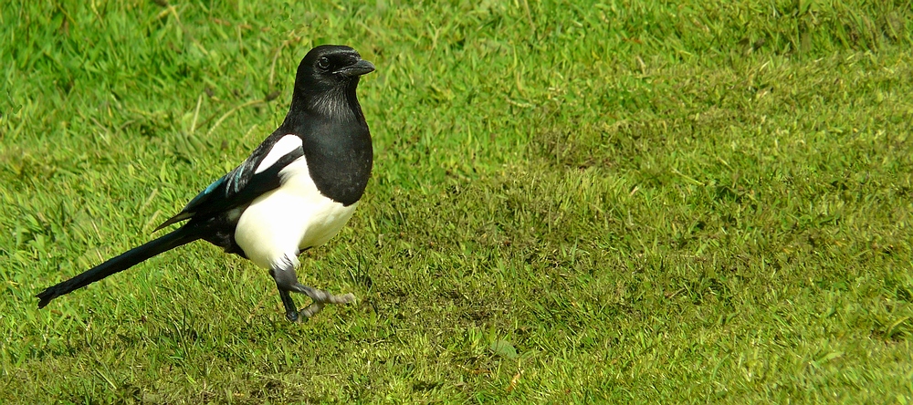 Eurasian Magpie