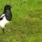 Eurasian Magpie