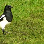 Eurasian Magpie