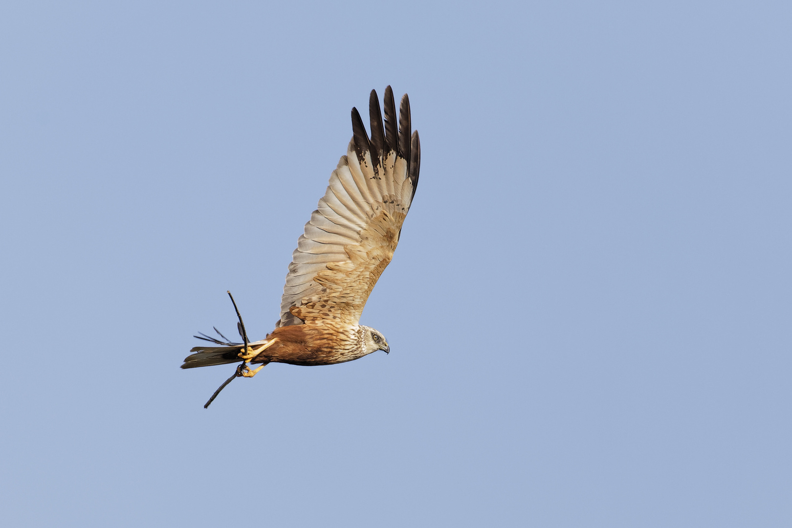 Eurasian Marsh Harrier