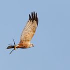 Eurasian Marsh Harrier