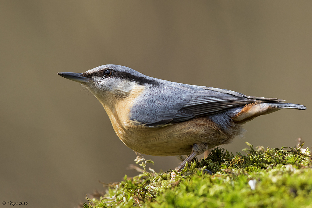 Eurasian nuthatch