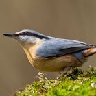 Eurasian nuthatch