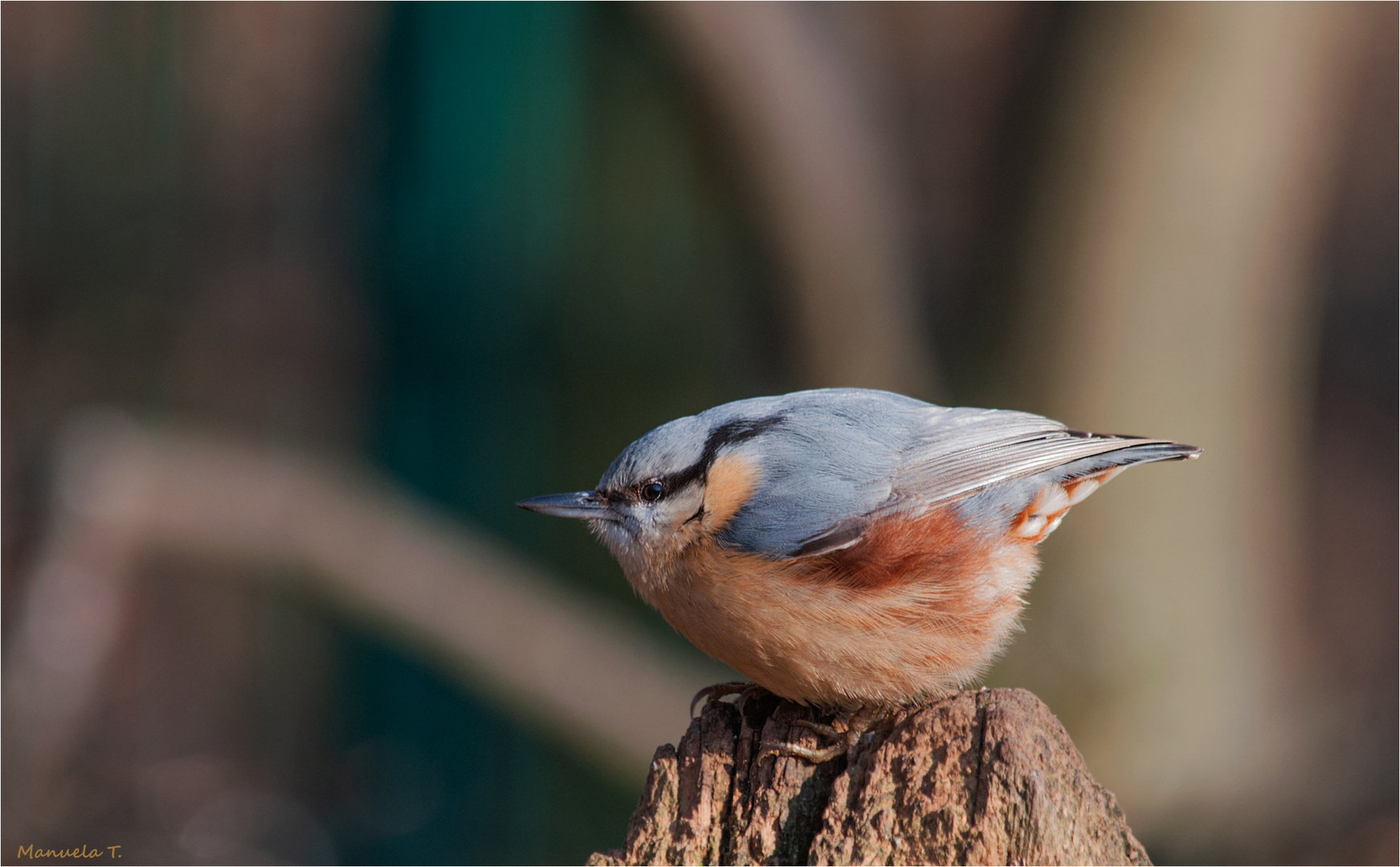 Eurasian nuthatch