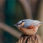 Eurasian nuthatch