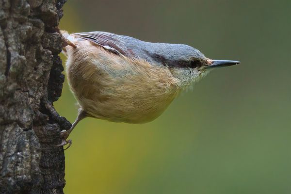 Eurasian Nuthatch