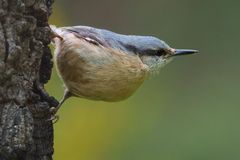 Eurasian Nuthatch