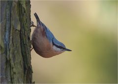 Eurasian nuthatch