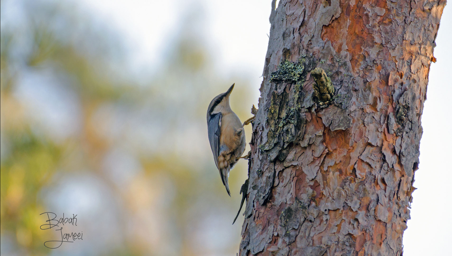 Eurasian Nuthatch climbing