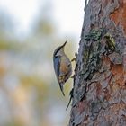 Eurasian Nuthatch climbing