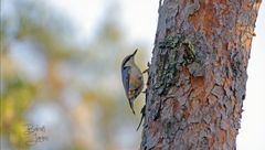 Eurasian Nuthatch climbing