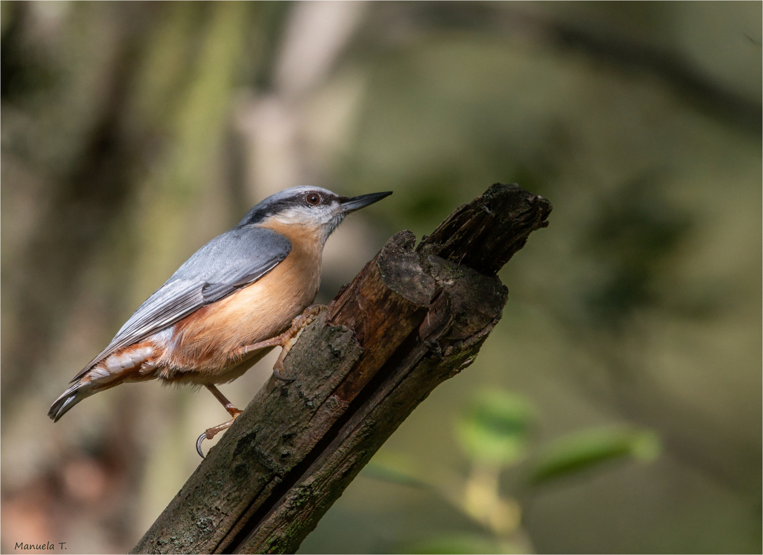 Eurasian nuthatch