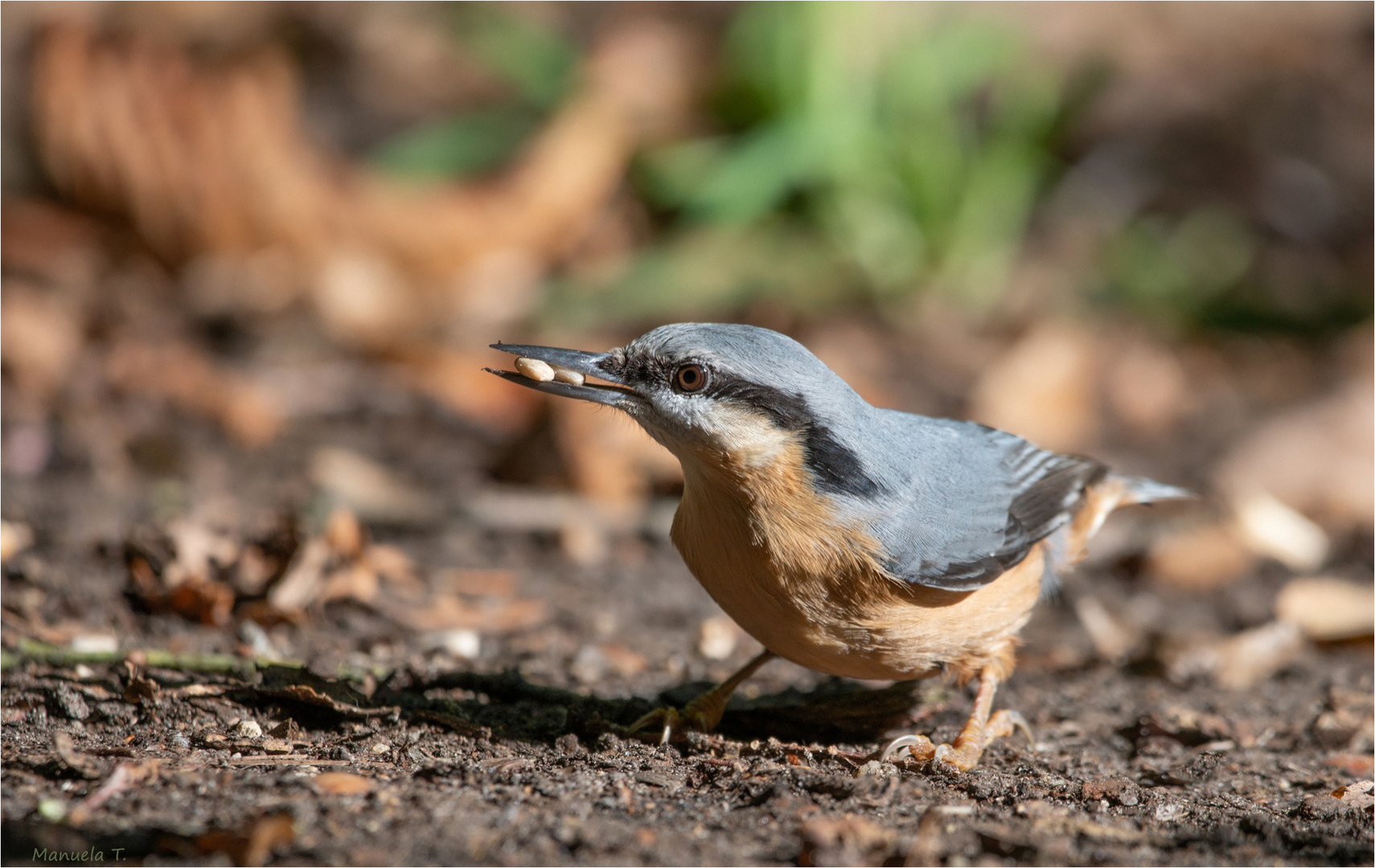 Eurasian nuthatch