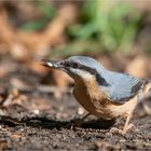 Eurasian nuthatch