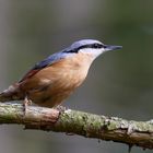 * Eurasian Nuthatch Sitta europaea *