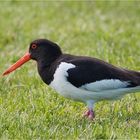 Eurasian oystercatcher