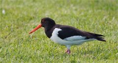 Eurasian oystercatcher